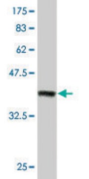 Monoclonal Anti-ZFHX1B, (C-terminal) antibody produced in mouse clone 2H5, purified immunoglobulin, buffered aqueous solution