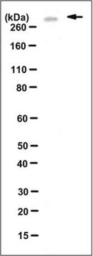 Anti-Aggrecan Antibody (full length), clone 4D7.1 clone 4D7.1, 1&#160;mg/mL, from mouse