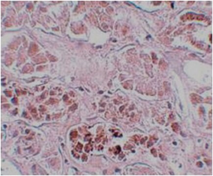 Anti-SCRN1 Antibody from rabbit, purified by affinity chromatography