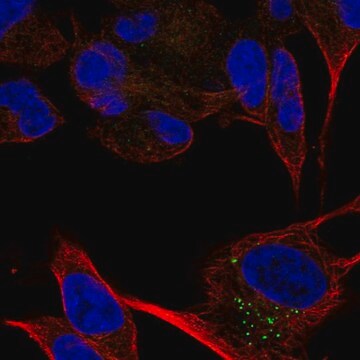 Anti-CACNA2D2 antibody produced in rabbit Prestige Antibodies&#174; Powered by Atlas Antibodies, affinity isolated antibody