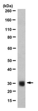 Anti-ASF-1 Antibody, clone AK-96 clone AK-96, from mouse