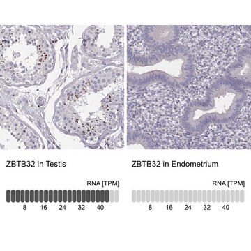 Anti-ZBTB32 Prestige Antibodies&#174; Powered by Atlas Antibodies, affinity isolated antibody