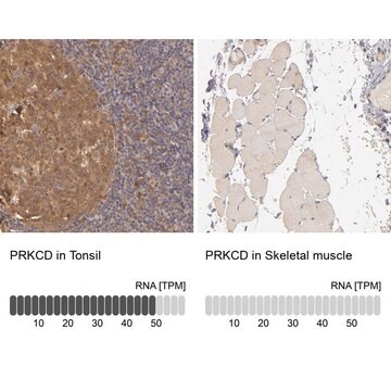 Anti-PRKCD antibody produced in rabbit Ab1, Prestige Antibodies&#174; Powered by Atlas Antibodies, affinity isolated antibody, buffered aqueous glycerol solution