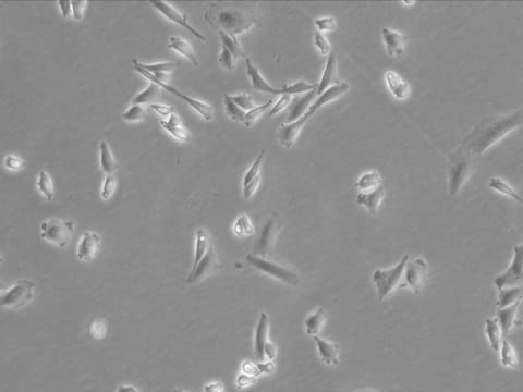 CHO-K1 Cell Line from hamster 85051005, from hamster ovary