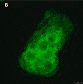 Anti-BMP-2 Antibody, clone 4O5 ZooMAb&#174; Rabbit Monoclonal recombinant, expressed in HEK 293 cells