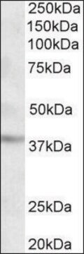 Anti-GHITM antibody produced in goat affinity isolated antibody, buffered aqueous solution