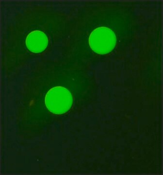 Anti-Human IgG3&#8722;FITC antibody, Mouse monoclonal clone HP-6050, purified from hybridoma cell culture