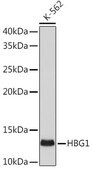 Anti-HBG1 Antibody, clone 1R9T7, Rabbit Monoclonal