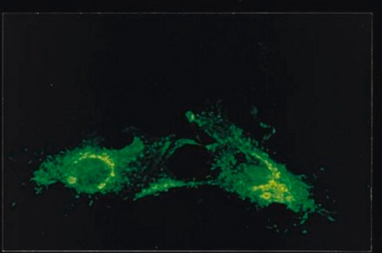 Anti-RSV Antibody, nucleoprotein, clone 130-12H clone 130-12H, Chemicon&#174;, from mouse