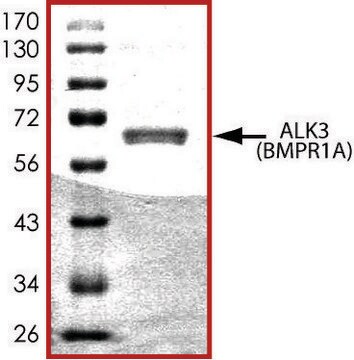 ALK3 (187-end), active, GST tagged human PRECISIO&#174; Kinase, recombinant, expressed in baculovirus infected Sf9 cells, &#8805;70% (SDS-PAGE), buffered aqueous glycerol solution