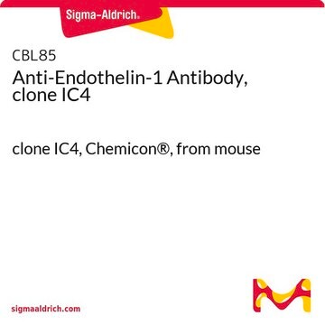 Anti-Endothelin-1 Antibody, clone IC4 clone IC4, Chemicon&#174;, from mouse