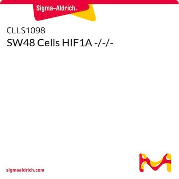 SW48 Cells HIF1A -/-/-