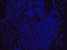 Eubacteria FISH probe - Cy3 Probe for fluorescence in situ hybridization (FISH)