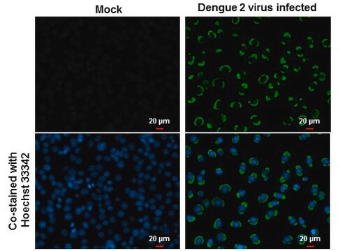 Monoclonal Anti-Dengue virus NS1 protein antibody produced in mouse clone GT1061, affinity isolated antibody