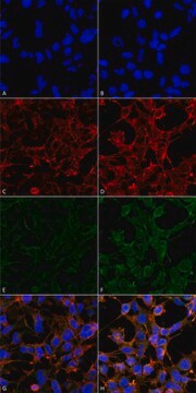 Monoclonal Anti-4-Hydroxynonenal-Biotin antibody produced in mouse clone 12F7