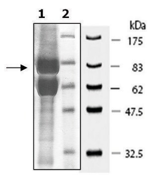 JMJD2b active human recombinant, expressed in baculovirus infected Sf9 cells, &#8805;70% (SDS-PAGE)