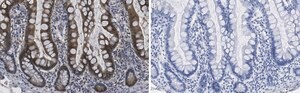 Anti-Caspase-7 Antibody, clone 1E21 ZooMAb&#174; Rabbit Monoclonal recombinant, expressed in HEK 293 cells