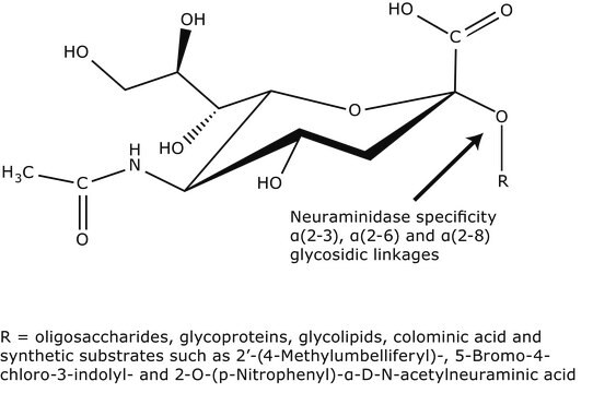 Neuraminidase from Vibrio cholerae Type II, buffered aqueous solution, 8-24&#160;units/mg protein (Lowry, using NAN-lactose)