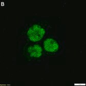 Anti-RUNX1 Antibody, clone 1C18 ZooMAb&#174; Rabbit Monoclonal recombinant, expressed in HEK 293 cells
