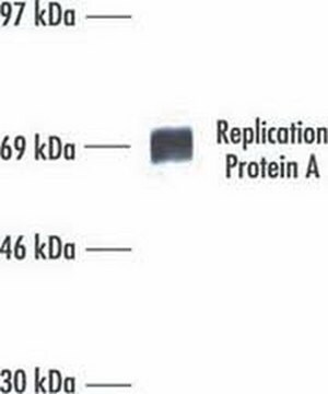 Anti-Replication Protein A (Ab-1) Mouse mAb (RPA70-9) liquid, clone RPA70-9, Calbiochem&#174;