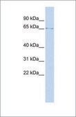 Anti-LMNB1 antibody produced in rabbit affinity isolated antibody