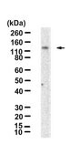 Anti-ERK5 Antibody, clone 2H15 ZooMAb&#174; Rabbit Monoclonal recombinant, expressed in HEK 293 cells