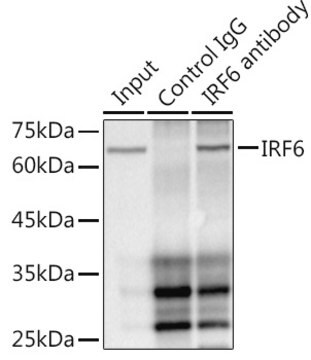 Anti-IRF6 Antibody, clone 5D1Z4, Rabbit Monoclonal