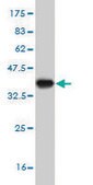Monoclonal Anti-GOLGA5 antibody produced in mouse clone 6B3, purified immunoglobulin, buffered aqueous solution