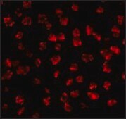 Anti-FGF4 antibody produced in rabbit affinity isolated antibody, buffered aqueous solution