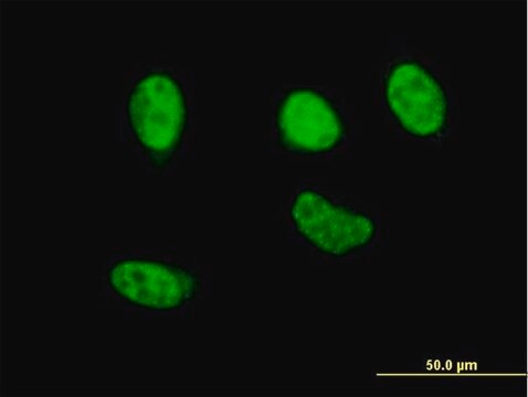 Monoclonal Anti-NFE2L2 antibody produced in mouse clone 2G7, purified immunoglobulin, buffered aqueous solution