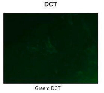 Anti-DCT antibody produced in rabbit affinity isolated antibody