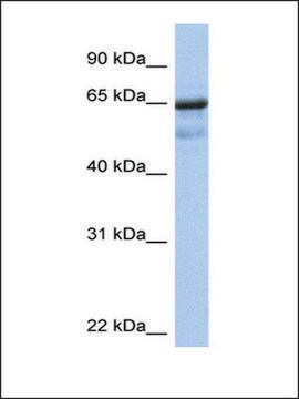 Anti-PCK1 (AB1) antibody produced in rabbit affinity isolated antibody