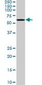 Monoclonal Anti-PLK1 antibody produced in mouse clone 4G11, purified immunoglobulin, buffered aqueous solution