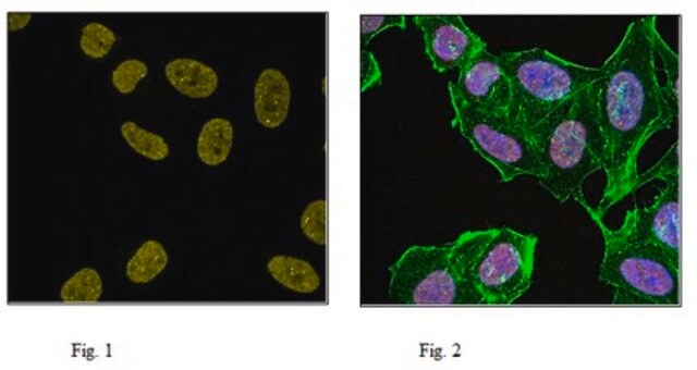 Anti-monomethyl Histone H4 (Lys20) Antibody, Alexa Fluor&#8482; 647 Conjugate 0.5&#160;mg/mL, from rabbit