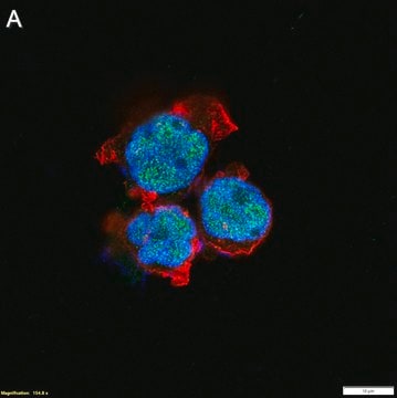 Anti-RUNX1 Antibody, clone 1C18 ZooMAb&#174; Rabbit Monoclonal recombinant, expressed in HEK 293 cells