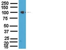 Anti-Na+/K+ ATPase &#945;-1 Antibody Upstate&#174;, from rabbit