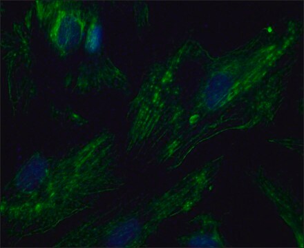 Anti-PTPRA antibody produced in rabbit ~1.0&#160;mg/mL