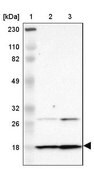 Anti-DNAL4 antibody produced in rabbit Prestige Antibodies&#174; Powered by Atlas Antibodies, affinity isolated antibody, buffered aqueous glycerol solution