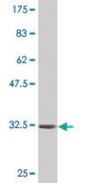 Monoclonal Anti-INPP4B antibody produced in mouse clone 3F2, purified immunoglobulin, buffered aqueous solution