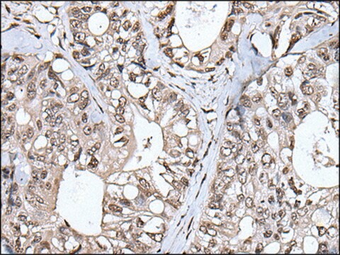 Anti-TIA1 affinity isolated antibody