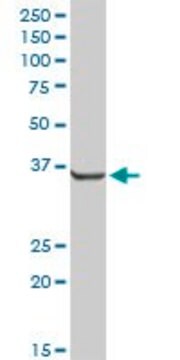 Anti-AKR7A2 antibody produced in rabbit purified immunoglobulin, buffered aqueous solution