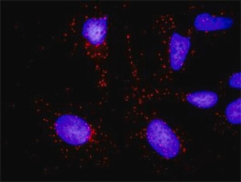 Anti-KLK3 antibody produced in rabbit purified immunoglobulin, buffered aqueous solution