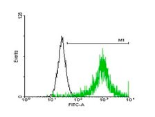 Anti-ATP1B3 antibody produced in mouse purified immunoglobulin, buffered aqueous solution