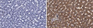 Anti-Transferrin Antibody, clone 2B8 , ZooMAb&#174; Rabbit Monoclonal recombinant, expressed in HEK 293 cells