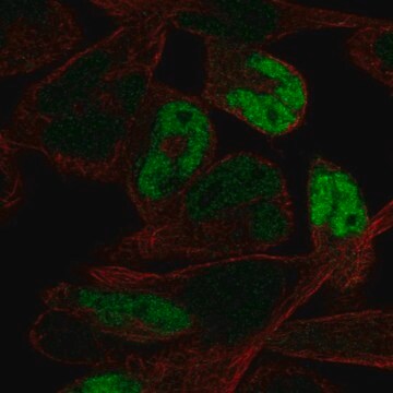 Anti-MYOG antibody produced in rabbit Prestige Antibodies&#174; Powered by Atlas Antibodies, affinity isolated antibody