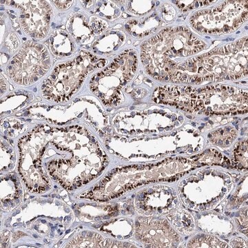 Anti-SCPEP1 antibody produced in rabbit Prestige Antibodies&#174; Powered by Atlas Antibodies, affinity isolated antibody, buffered aqueous glycerol solution