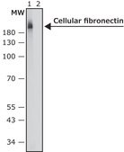 Monoclonal Anti-Fibronectin, Cellular antibody produced in mouse clone FN-3E2, ascites fluid
