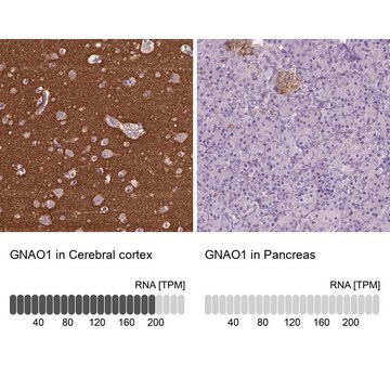 Anti-GNAO1 antibody produced in rabbit Prestige Antibodies&#174; Powered by Atlas Antibodies, affinity isolated antibody, buffered aqueous glycerol solution