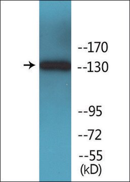 Anti-phospho-IRS-1 (pSer612) antibody produced in rabbit affinity isolated antibody