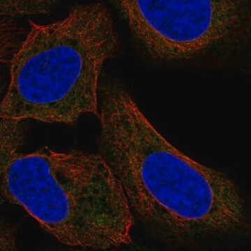 Anti-TTF2 antibody produced in rabbit Prestige Antibodies&#174; Powered by Atlas Antibodies, affinity isolated antibody